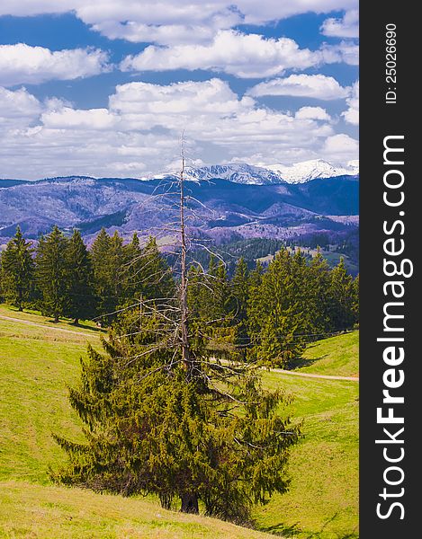 A half-dry pine mountains in the background