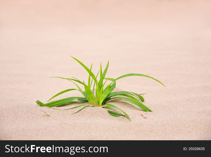 Grass on sand in nature, feeling desolate