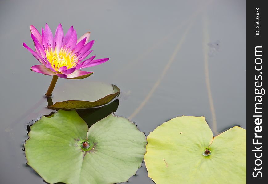 Red water lily and green leaf in pond