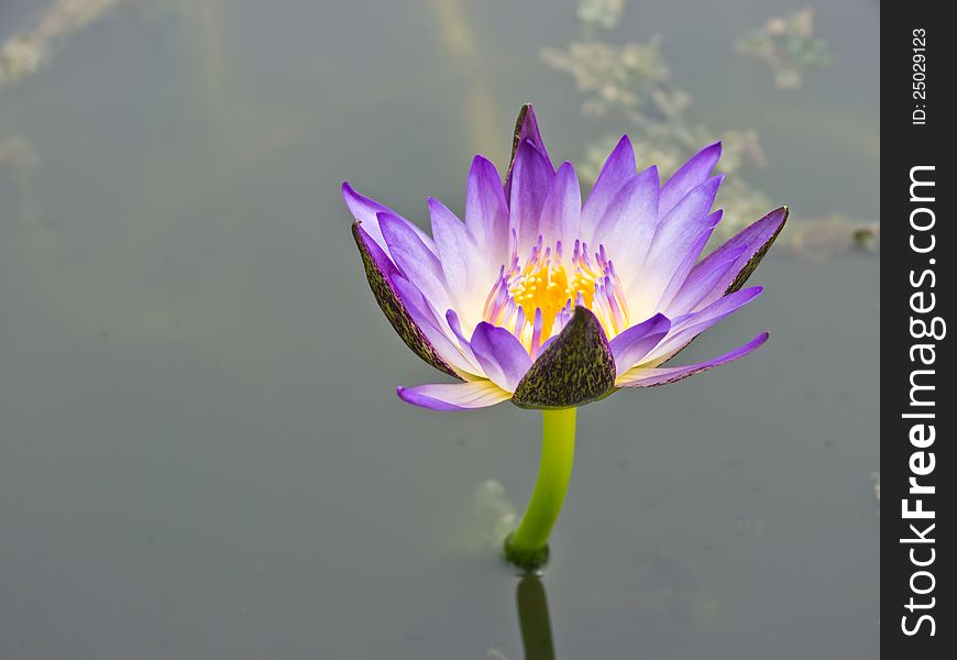 Purple-blue Water Lily