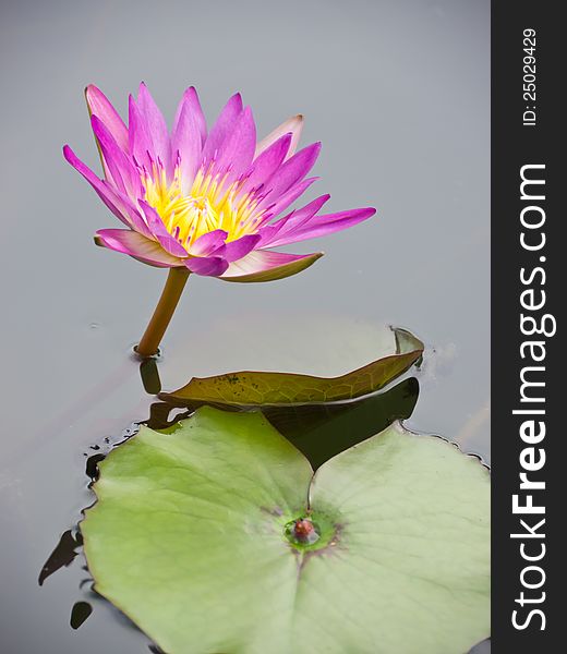 Red water lily in pond