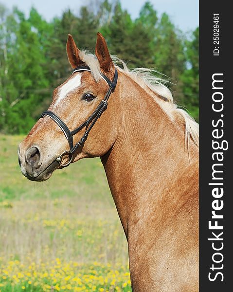 Portrait of palomino cart horse in spring field sunny day