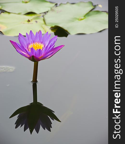 Purple-red water lily and reflection in pond