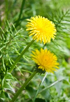 Yellow Dandelions Stock Images Yellow Dandelions Stock Images