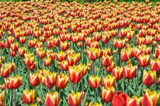 Beautiful Red And Yellow Tulips Royalty Free Stock Photos