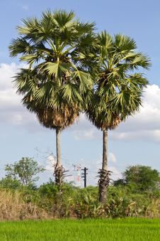 Pairs Sugar Palm. Stock Photo Pairs Sugar Palm. Stock Photo