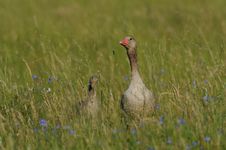 Greylag Goose Stock Photo