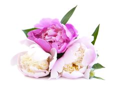 Peony Bouquet Royalty Free Stock Photos Peony Bouquet Royalty Free Stock Photos