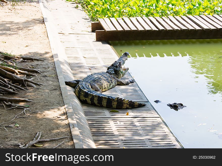 Crocodile on a farm, nakronprathom zoo, Thailand. Crocodile on a farm, nakronprathom zoo, Thailand