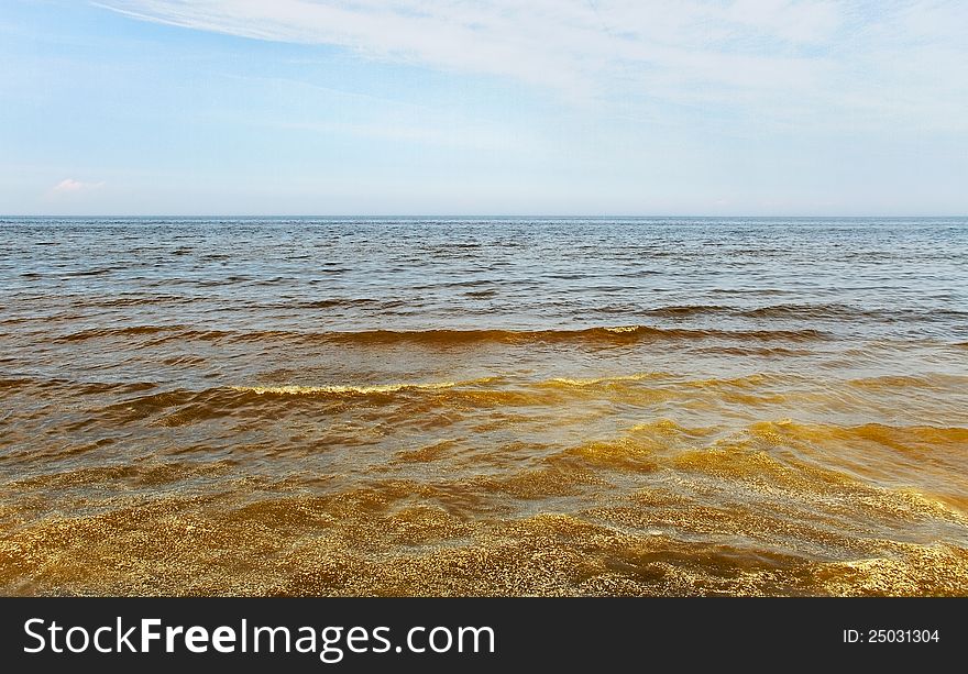 Dirty Baltic sea with pine flower on the water. Dirty Baltic sea with pine flower on the water.