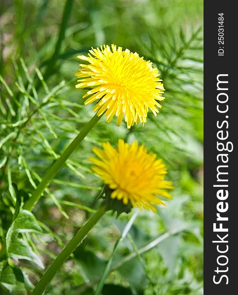 Yellow dandelions (taraxacum officinale) in green grass. Close up