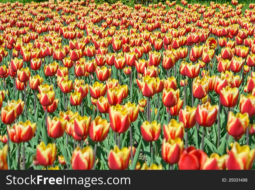 Beautiful Red And Yellow Tulips