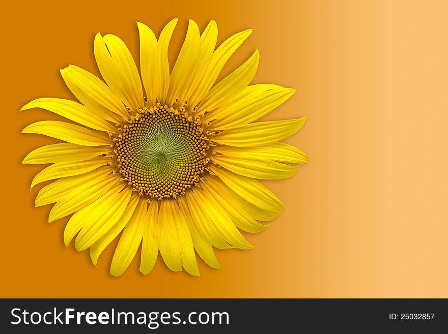 Sunflower over orange background with clipping path