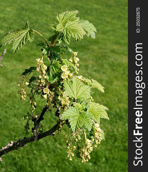 Red currant flowers on a branch
