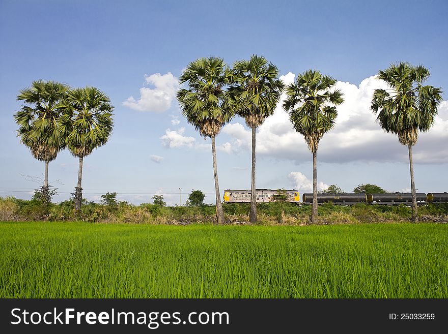 Train and Sugar palm in a rural area, which looked through the lush rice paddies. Train and Sugar palm in a rural area, which looked through the lush rice paddies.