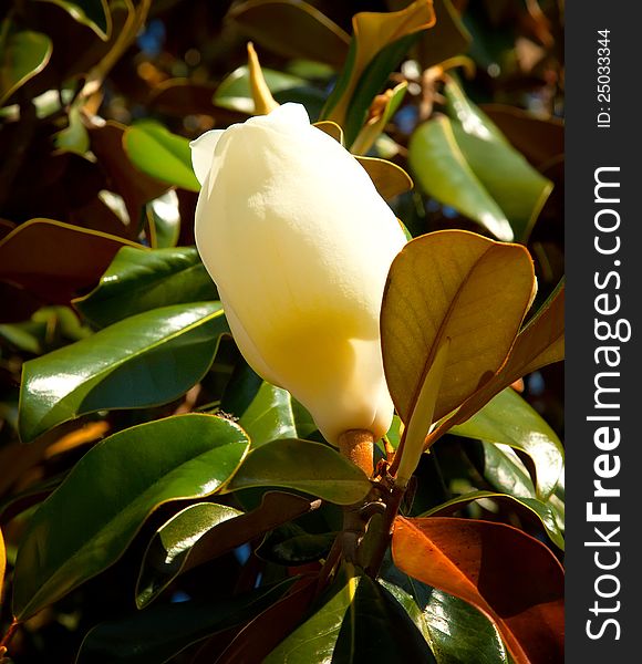 Beautiful Florida Magnolia Flower