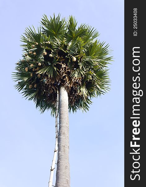 Nest With Palm Sugar.