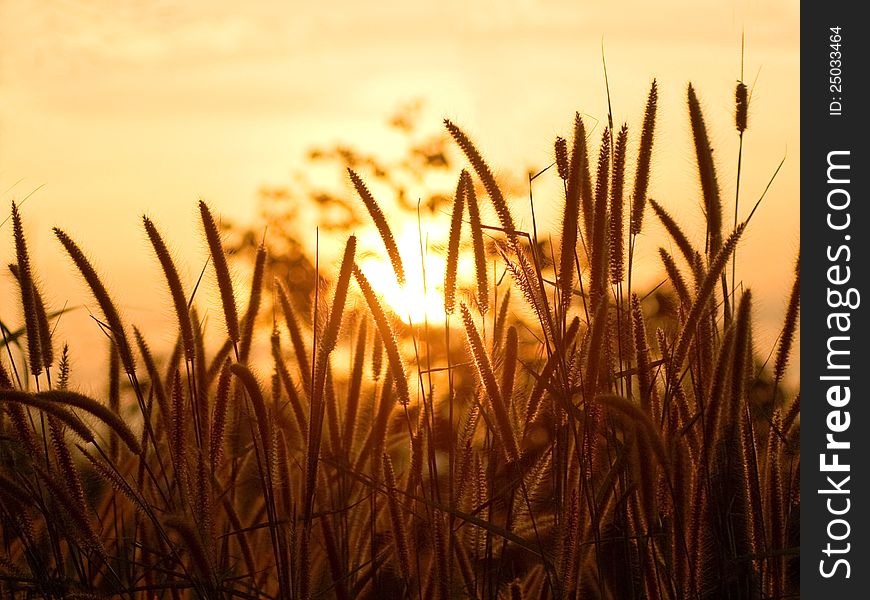 Grass And Sunset Background