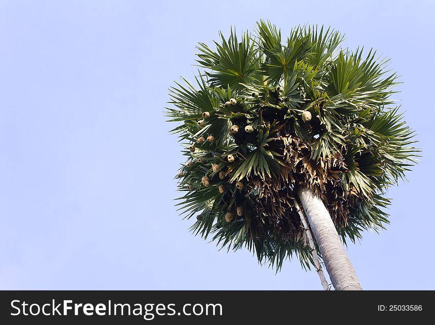 Nest With Palm Sugar.