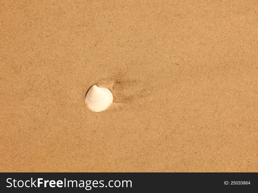 Single white seashell on sandy beige textured background. Single white seashell on sandy beige textured background