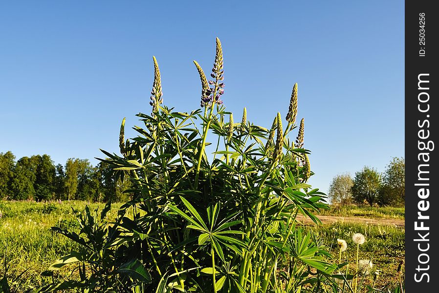 Wild Lupines on blue sky background