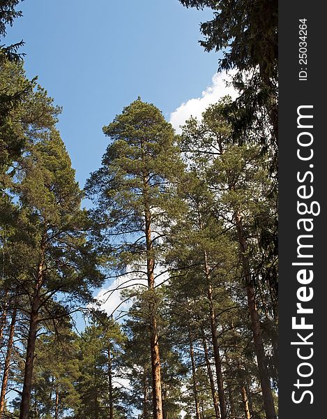 The trunks of the pines against the blue sky in the forest. The trunks of the pines against the blue sky in the forest