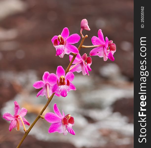 Beautiful pink orchid flower in National Park, Thailand.