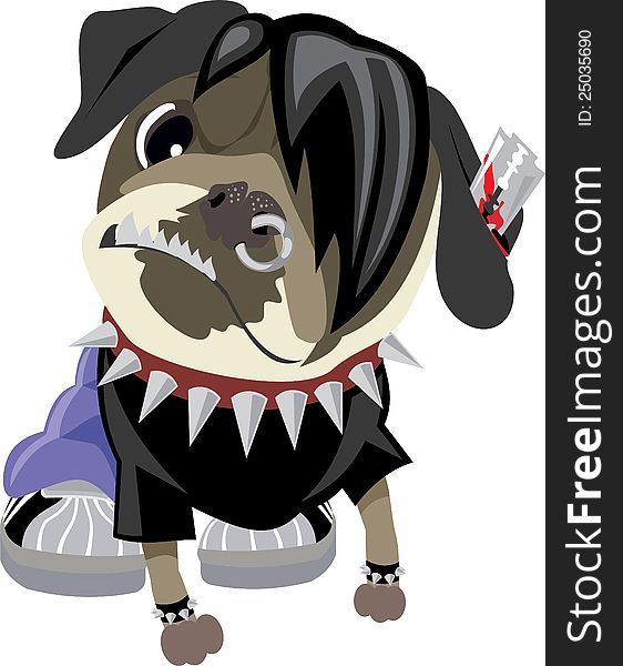 Emo dressed pug with piercing. Emo dressed pug with piercing