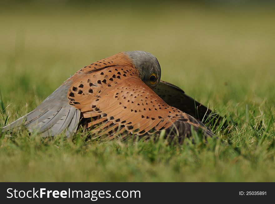 This falcon is flying fast from the sky to the bottom. Before a few seconds here was a squirrel in the grass and the falcon was trying to catch them. This falcon is flying fast from the sky to the bottom. Before a few seconds here was a squirrel in the grass and the falcon was trying to catch them.