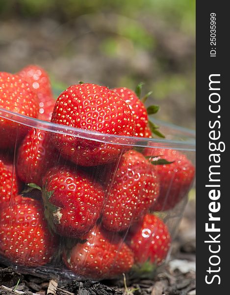 Freshly picked strawberries on a field