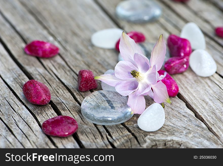 Columbine bloom on wood with stones. Columbine bloom on wood with stones