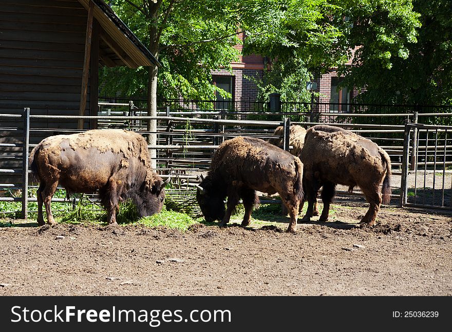 Three bizones in city zoo