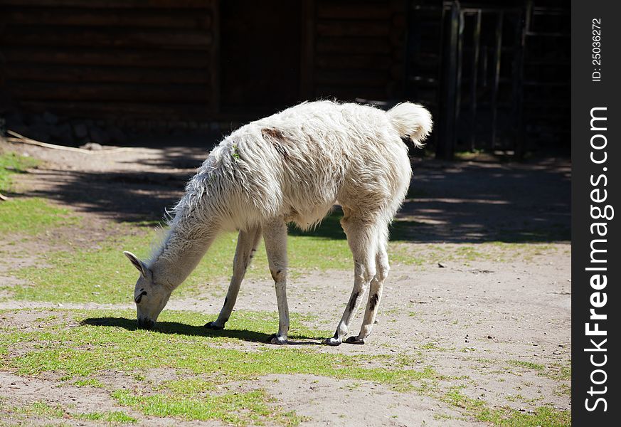 Guanaco in city zoo on sunny summer day