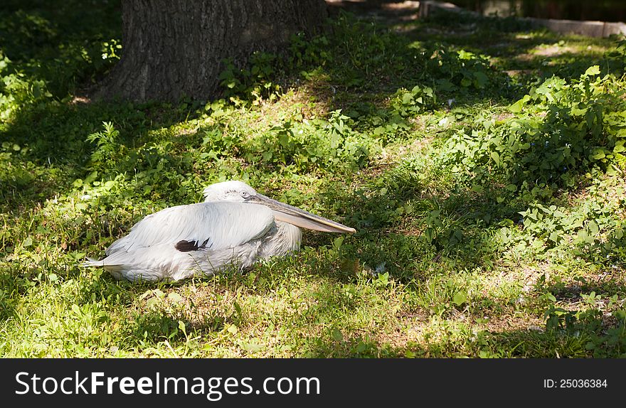 White pelican lying on green grass in city zoo. White pelican lying on green grass in city zoo