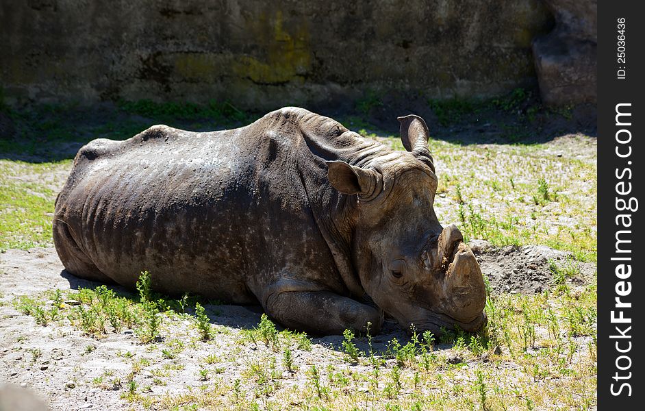 Grey rhinoceros lying on green grass in city zoo. Grey rhinoceros lying on green grass in city zoo