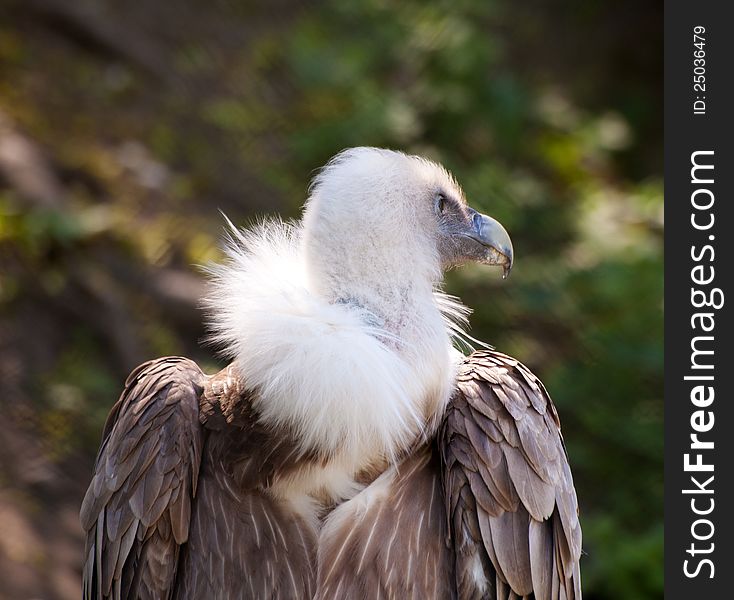 Black vulture in city zoo