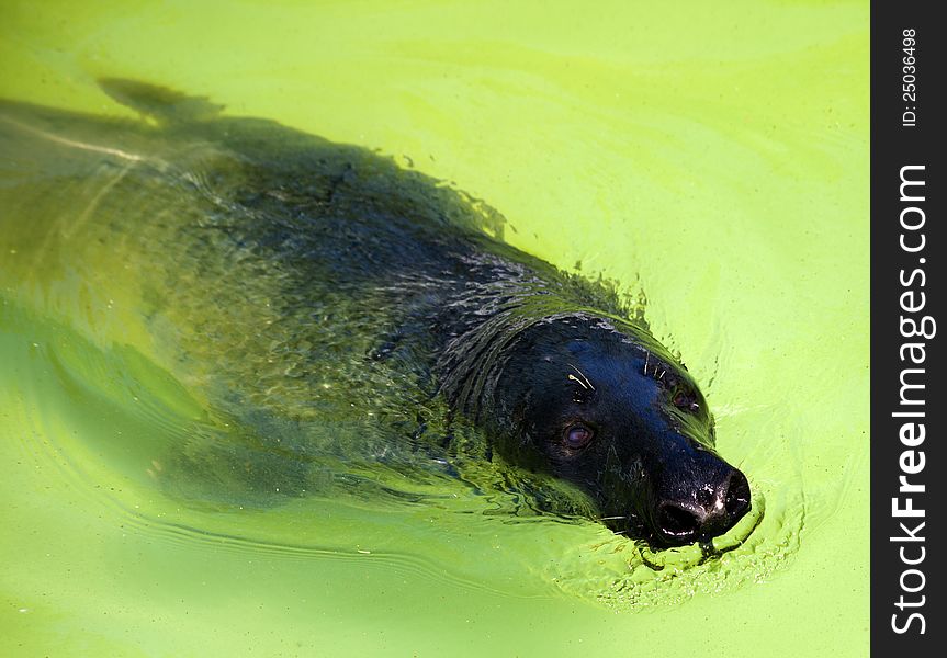 Fur Seal In City Zoo