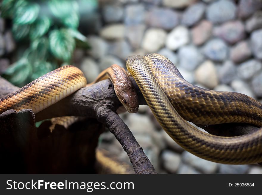 Two Snakes In City Zoo