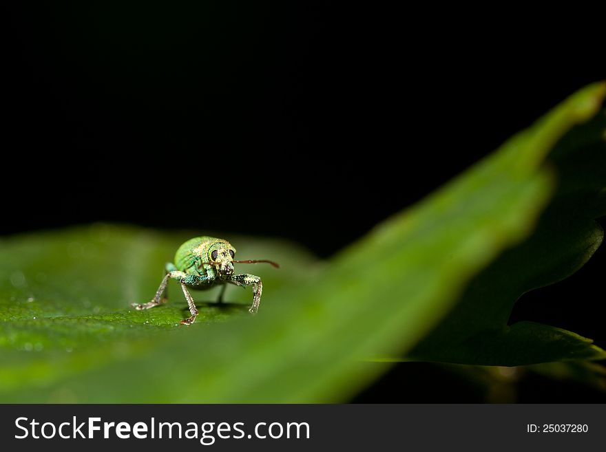 Phyllobius pomaceus leaf weevil lives in the forest. Phyllobius pomaceus leaf weevil lives in the forest