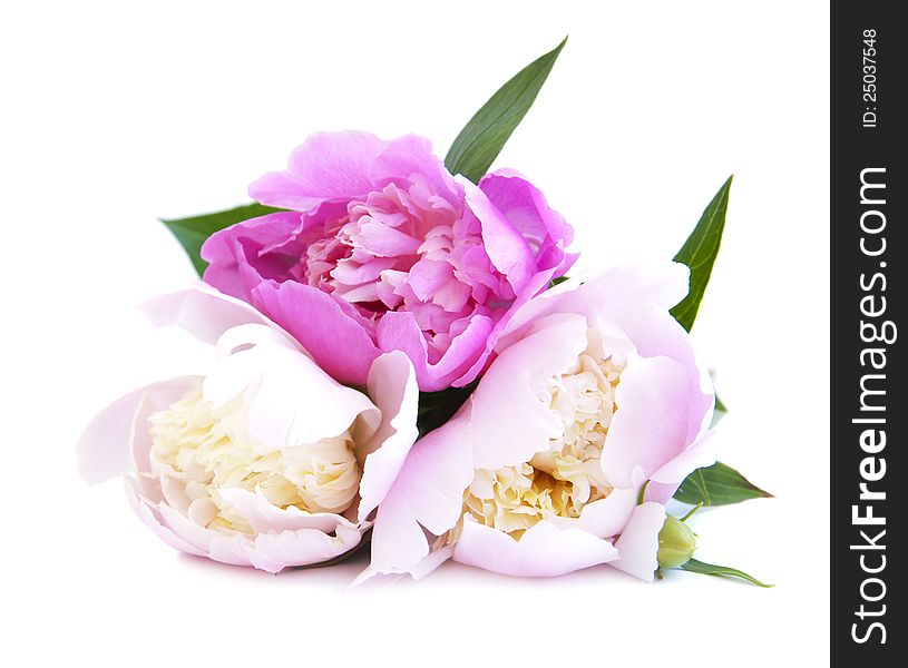 Pink peony bouquet on a white background. Pink peony bouquet on a white background