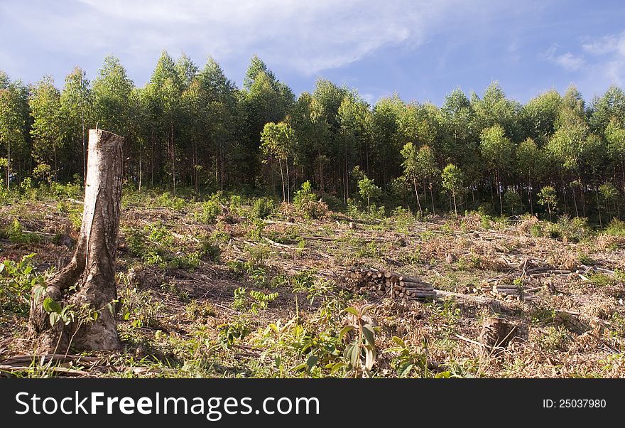 Handling of a renewable eucalyptus plantation. Handling of a renewable eucalyptus plantation.