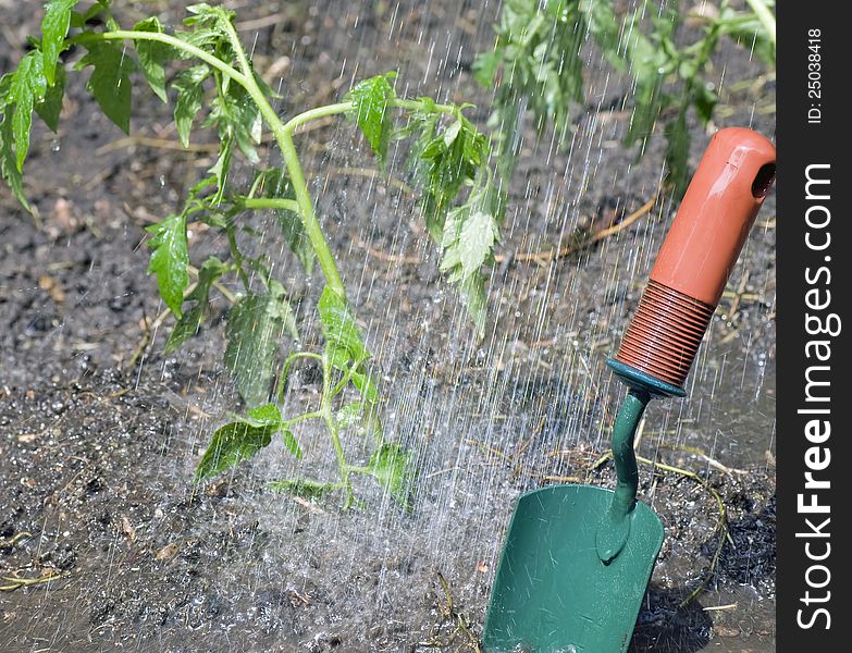 A photo of water falling on a newly planted tomato next to a garden trowel. A photo of water falling on a newly planted tomato next to a garden trowel