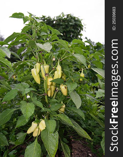 Little yellow and hot peppers ready for harvest