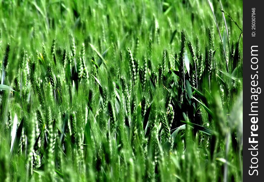 green rye field in Poland in the sunlight. green rye field in Poland in the sunlight