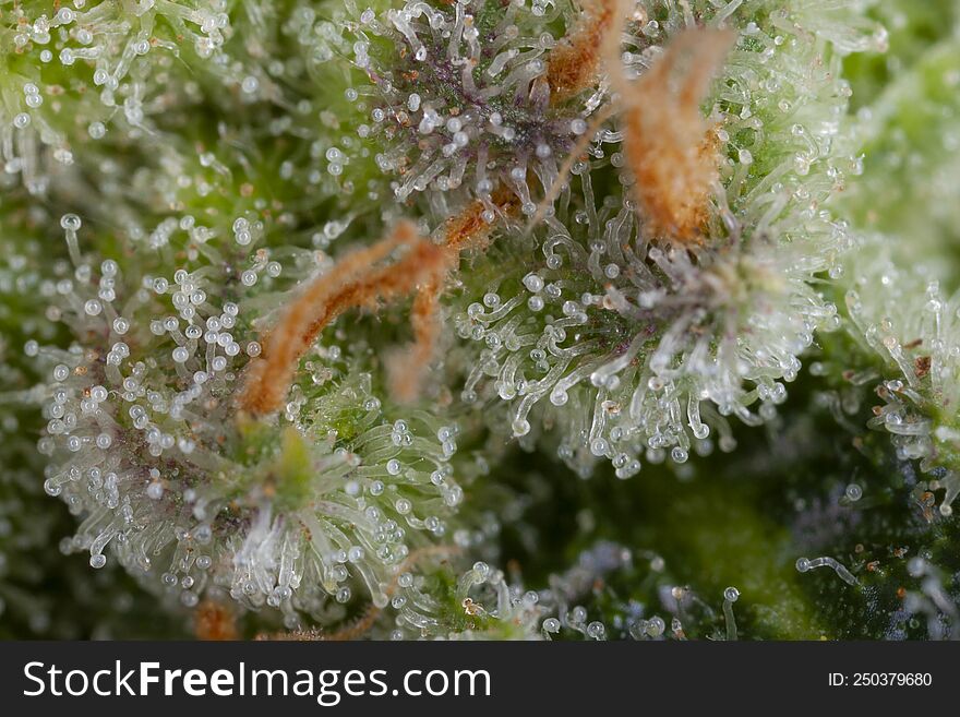 Macrophotography Of The Trichomes Of Marijuana Plants. It Is In These Glands That The Cannabinoids Present In The Marijuana Plant