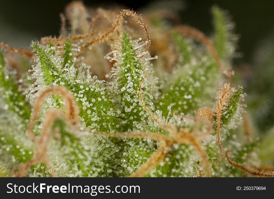 Macrophotography Of The Trichomes Of Marijuana Plants. It Is In These Glands That The Cannabinoids Present In The Marijuana Plant