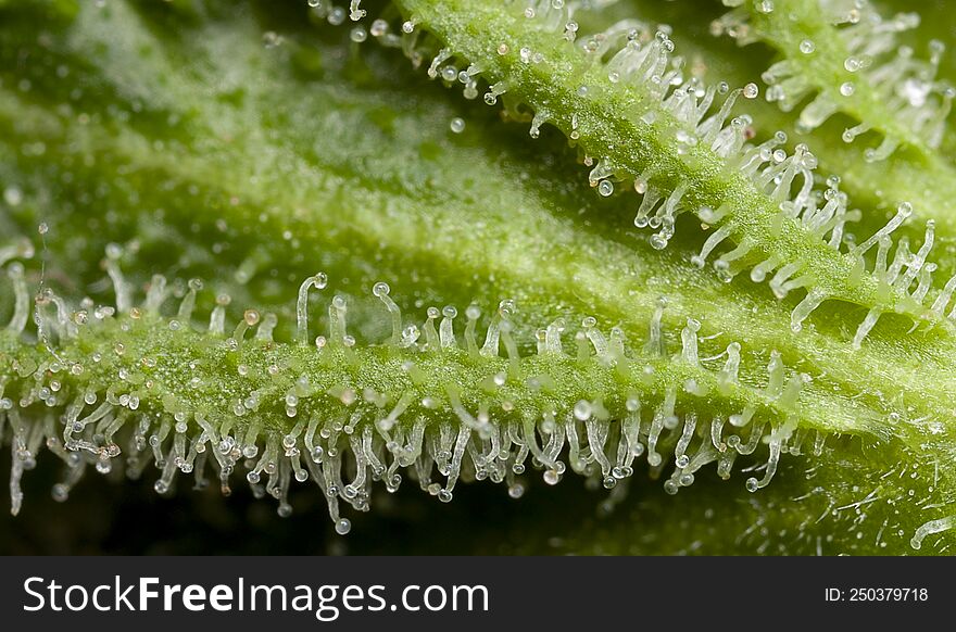 Macrophotography of the trichomes of marijuana plants. It is in these glands that the cannabinoids present in the marijuana plant