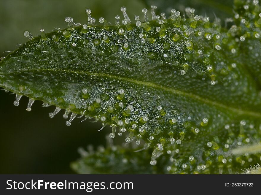 Macrophotography Of The Trichomes Of Marijuana Plants. It Is In These Glands That The Cannabinoids Present In The Marijuana Plant