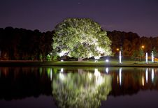 Tree Illumination Royalty Free Stock Images Tree Illumination Royalty Free Stock Images