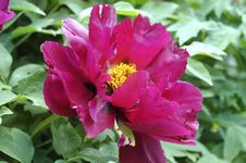 Treelike Scarlet Peony Royalty Free Stock Photography Treelike Scarlet Peony Royalty Free Stock Photography